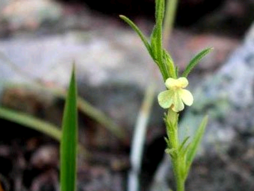 小白花蘇(大獨腳金（中藥）)