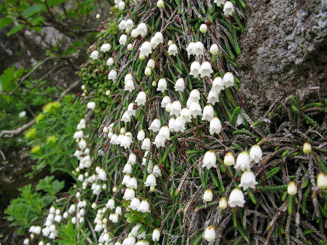 石松狀岩須（Cassiopelycopodioides）