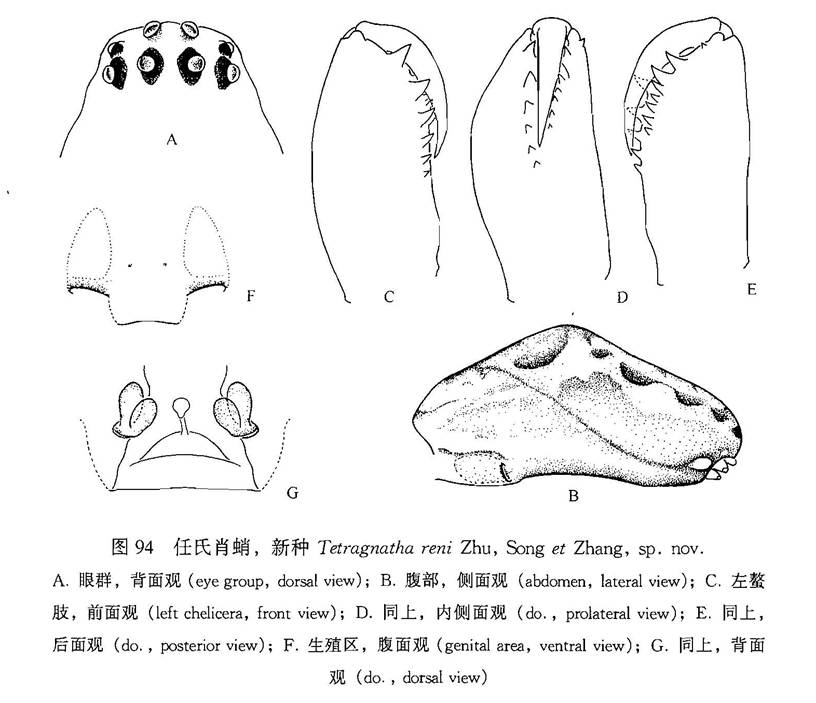 任氏肖蛸