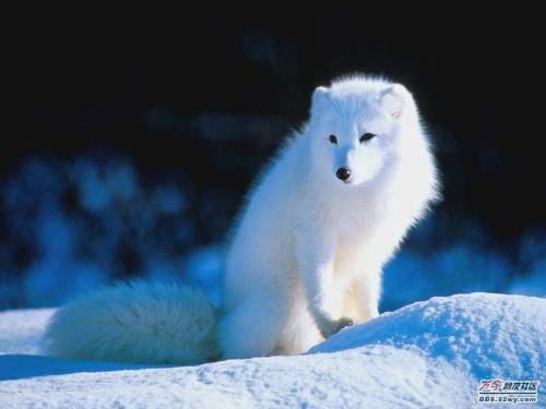 北極狐冰島亞種