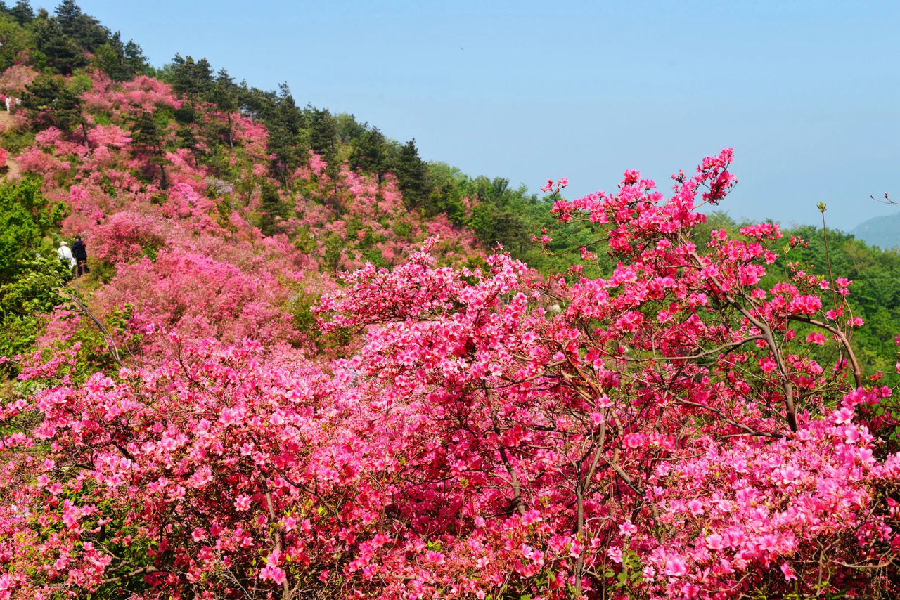 天馬寨(廣東興寧天馬寨)