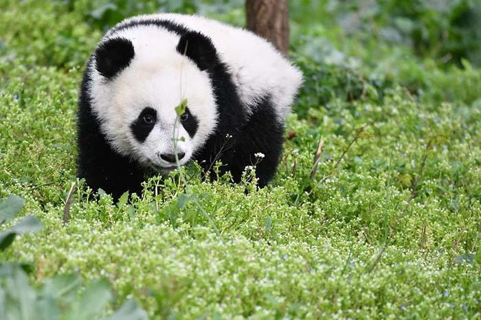 秦嶺大熊貓科學公園