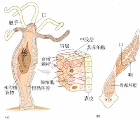 多腺帶睪吸蟲