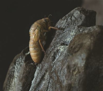 丫紋三刺角蟬