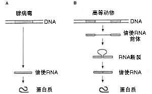 斷裂基因