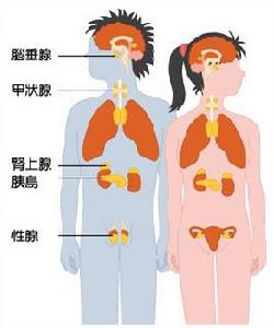 內分泌體液失調