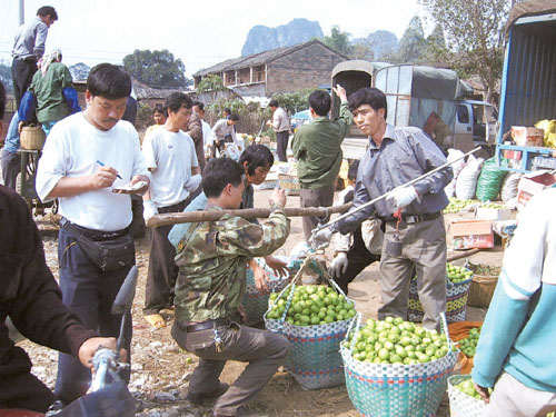 水果收穫