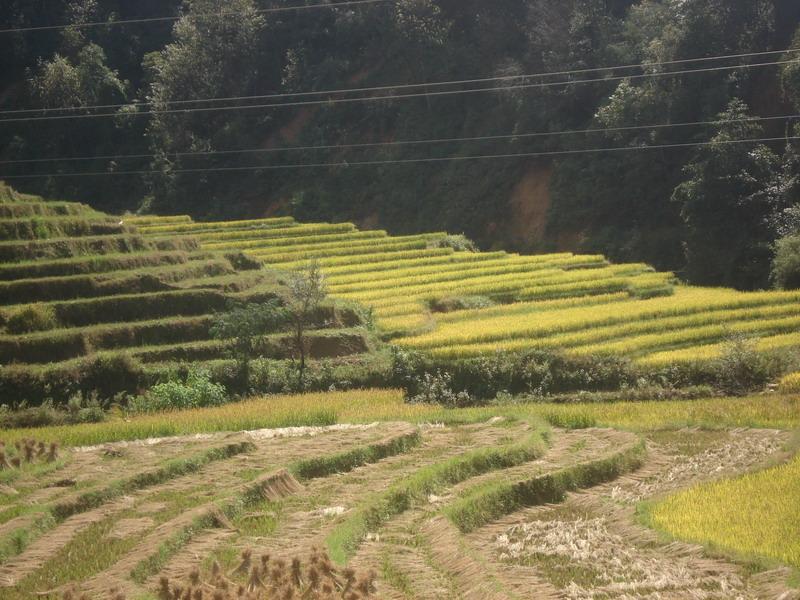 種植業