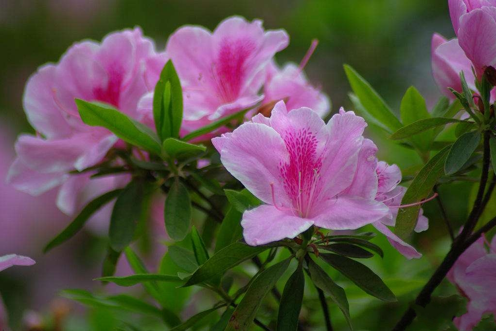 粉病花杜鵑