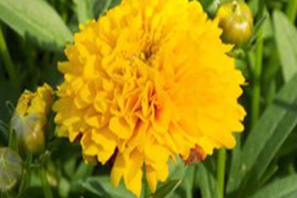 Coreopsis SOLANNA GOLDEN SPHERE