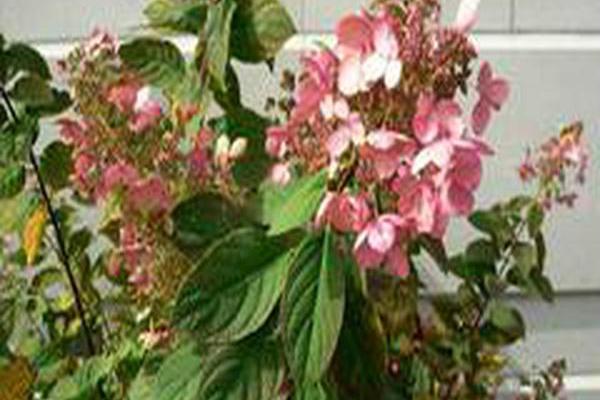 Hydrangea paniculata \x27Interhydia\x27 PINK DIAMOND