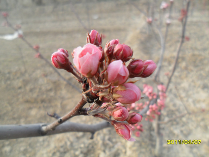 中國紅花酥梨