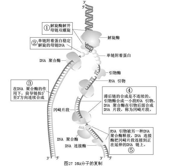 半不連續複製