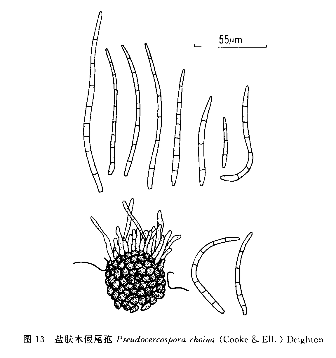 鹽膚木假尾孢