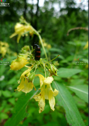 路南鳳仙花