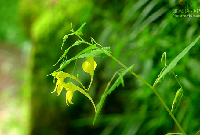 西固鳳仙花