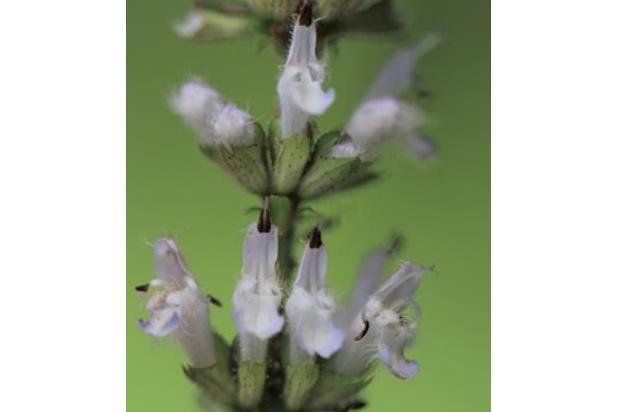 Agastache \x27Tutti-frutti\x27