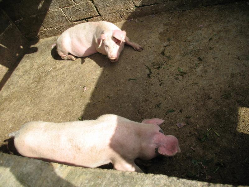 石樁村-生豬養殖