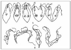 A.眼蟲縱二分裂；B.錐蟲縱二分裂