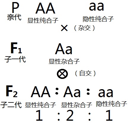 遺傳學三大基本定律