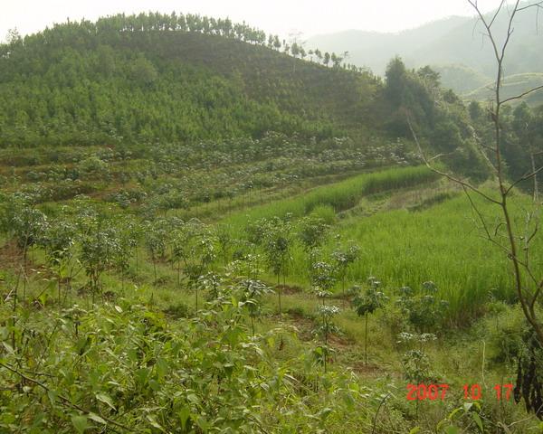 團山自然村(雲南普洱景谷縣正興鎮波雲村委會團山自然村)