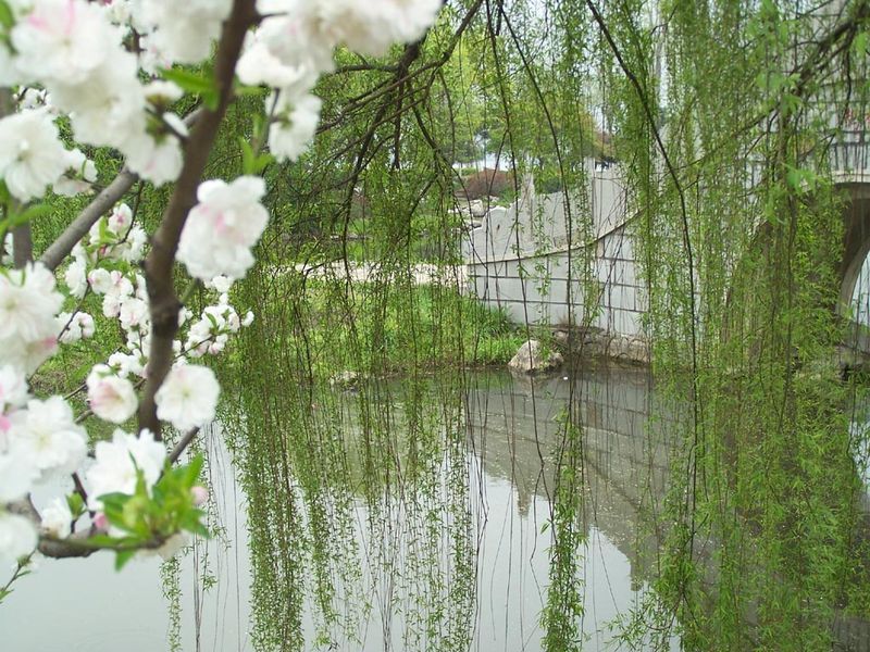 柳花 柳樹的花 形態特徵 主要價值 功能 選方 文獻論述 生長環境 分布範圍 中文百科全書