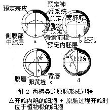 兩棲類的原腸形成過程