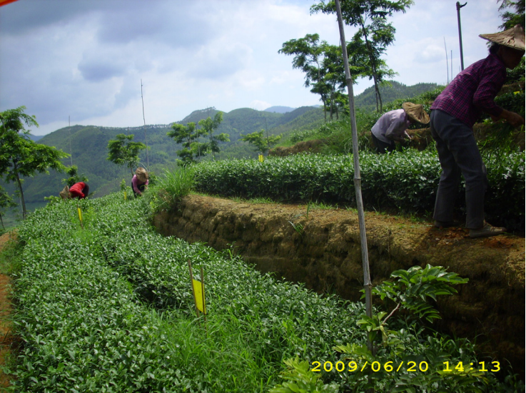 茶園全部人工除草不用任何除草劑