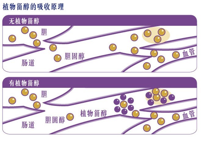 植物甾醇吸收原理物理圖