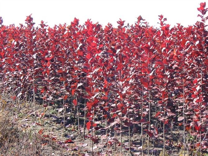 紅葉稠李