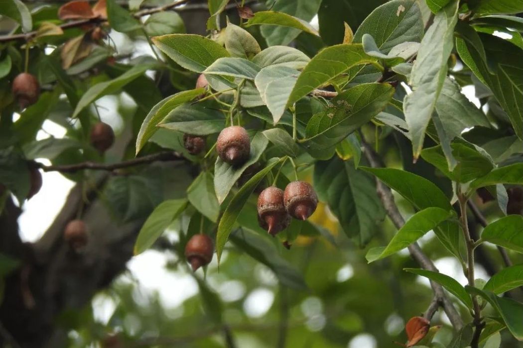 毛葉山桐子茶壩有性系20號