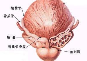 米諾環素(二甲胺四環素)