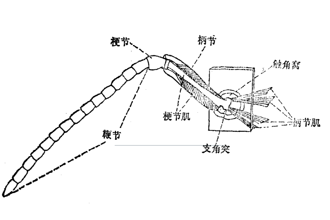 梗節(昆蟲觸角的第二節)