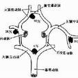 基底動脈