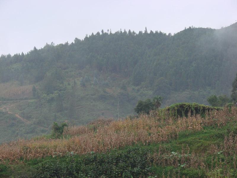 馬卡自然村種植業