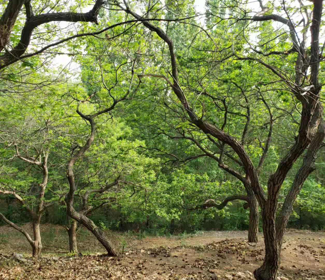 三皇山村