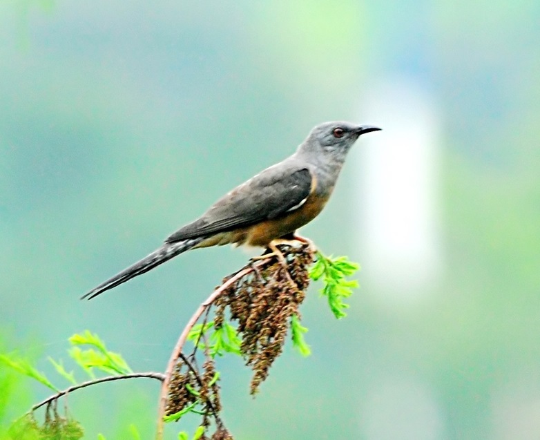 子規(杜鵑鳥)