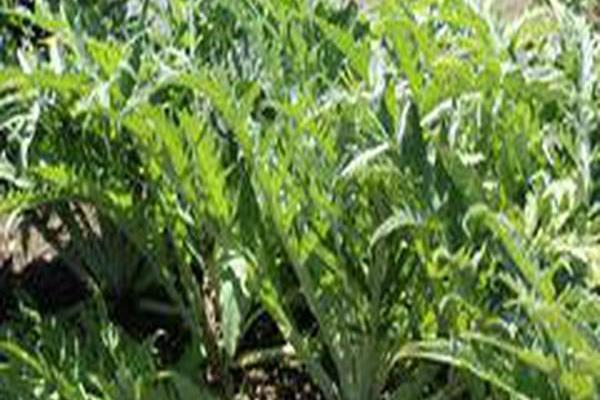 Cynara cardunculus (Scolymus Group)