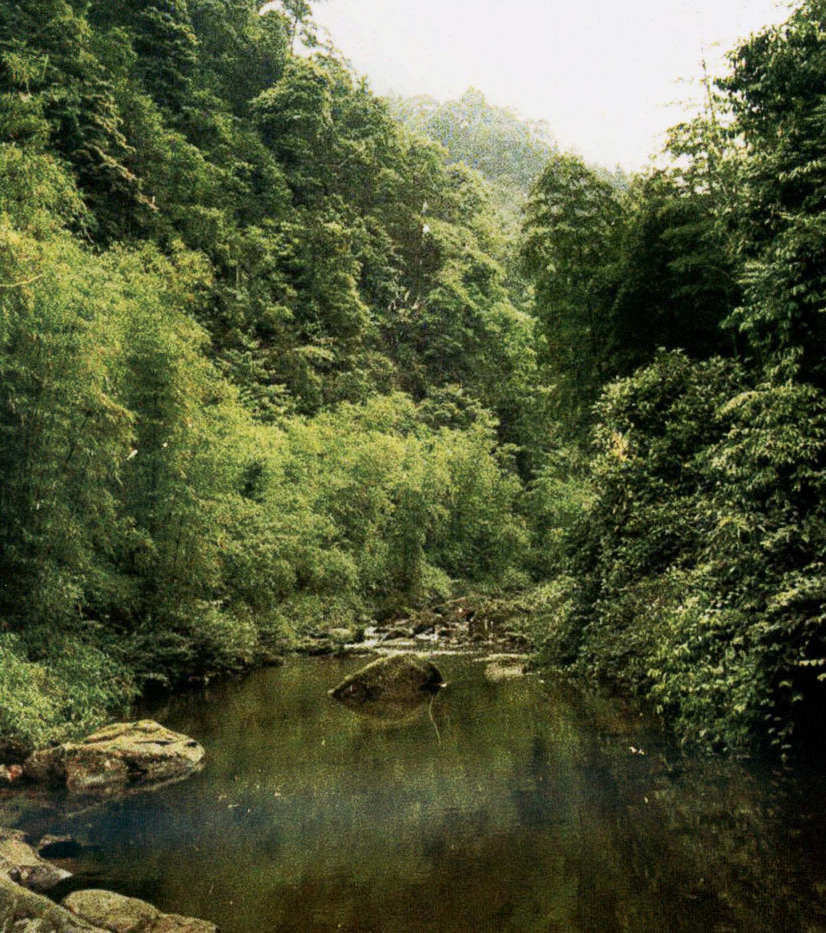 小棘蛙 (生態環境，福建，費梁)