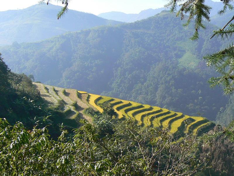 白花草村