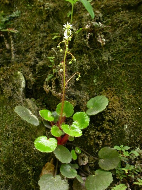 雲南虎耳草