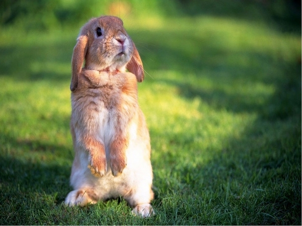 兔子的26種表情語言