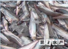 毛鱗魚