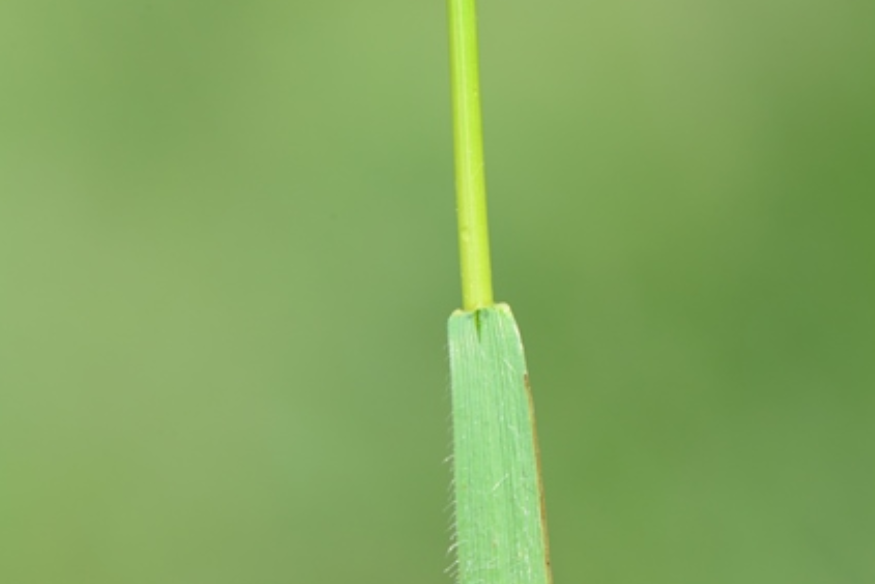 裸穗異芒草