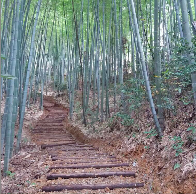 北山頭至野櫻花林的登山健身步道