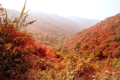 紅葉嶺風景區