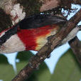 Sira Barbet