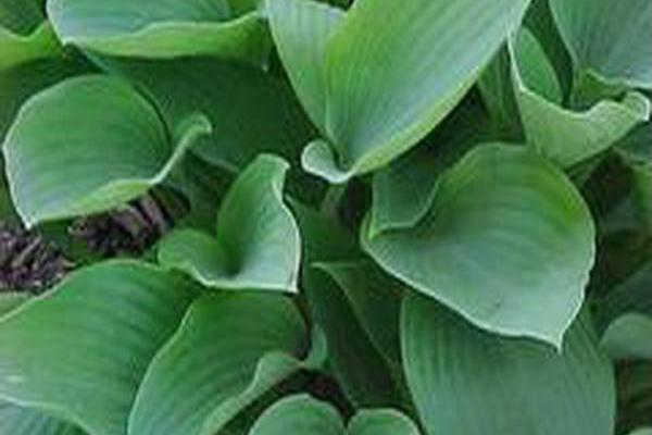 Hosta (Tardiana Group) \x27Harmony\x27