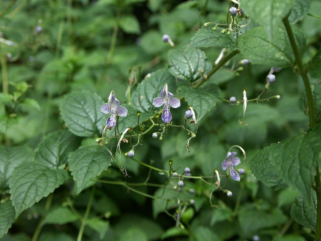 光果蕕