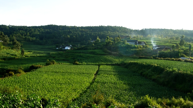 施甸農業